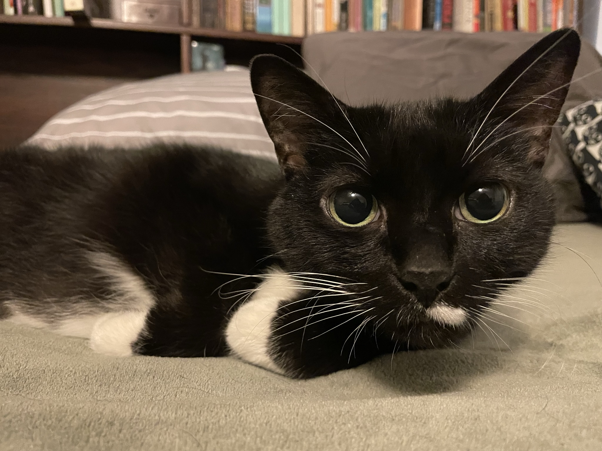 Lilah, a tuxedo cat, looks curiously at the camera and has her paws tucked neatly to the side.