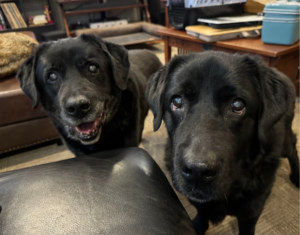 Two black labs facing the camera. Hanna and Malcolm