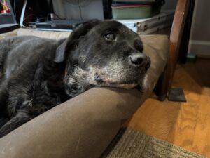 A black lab resting on a bed