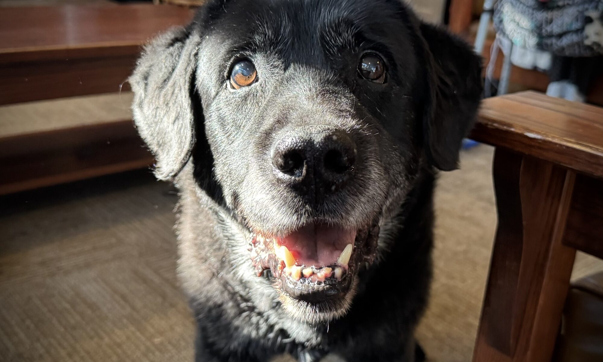 A picture of a black lab, 14 years old, bathed in sunlight.