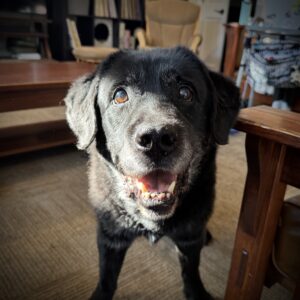 A picture of a black lab, 14 years old, bathed in sunlight.